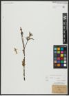 Foto von Salix alba L.